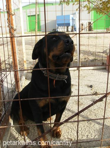 oscar Dişi Rottweiler