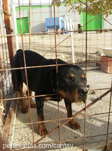 oscar Dişi Rottweiler