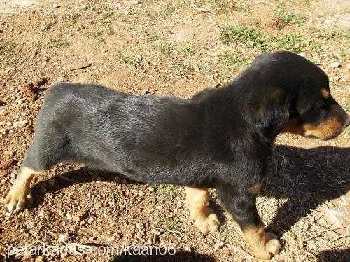 lila Dişi Rottweiler