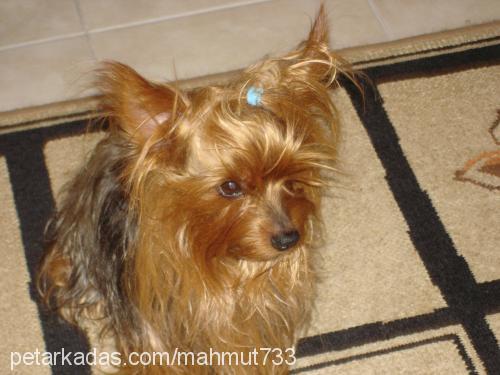 tarçın Erkek Yorkshire Terrier