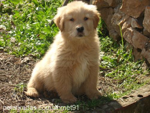 rico Erkek Golden Retriever