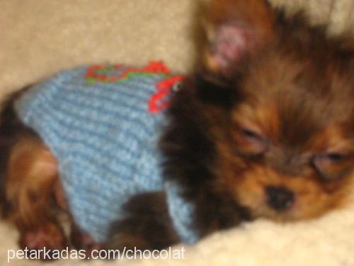 chocolat Erkek Yorkshire Terrier