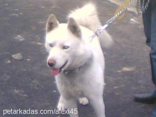 alexi Erkek Sibirya Kurdu (Husky)