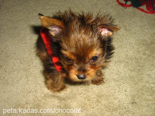 chocolat Erkek Yorkshire Terrier