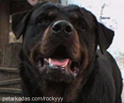 rocky Erkek Rottweiler