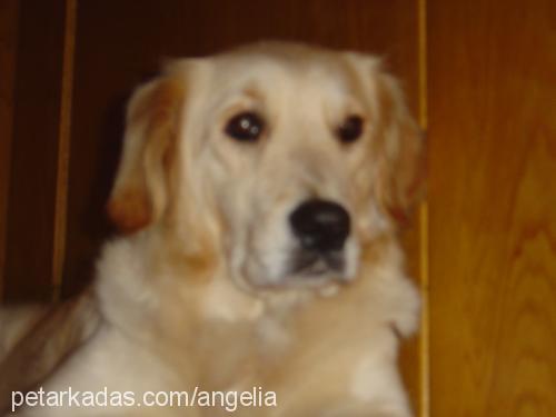 angel Dişi Golden Retriever