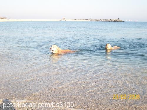 limon Erkek Golden Retriever