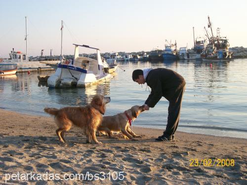 limon Erkek Golden Retriever