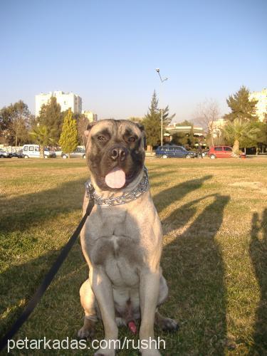 rush Erkek Bullmastiff