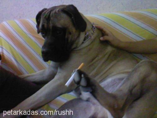 rush Erkek Bullmastiff