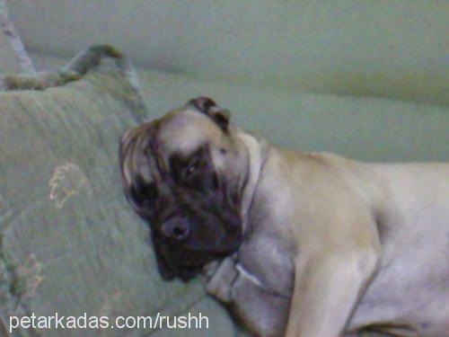 rush Erkek Bullmastiff