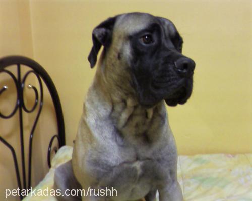 rush Erkek Bullmastiff