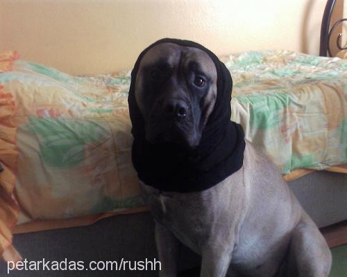 rush Erkek Bullmastiff