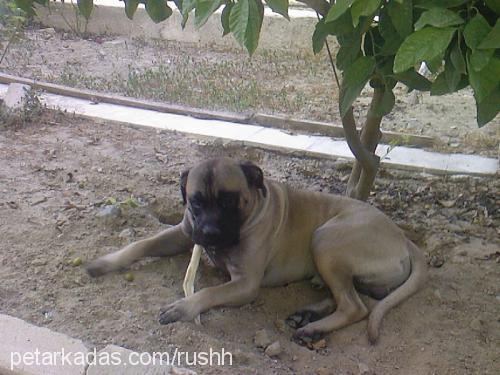 rush Erkek Bullmastiff