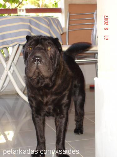 paspas Erkek Çin Shar-Pei