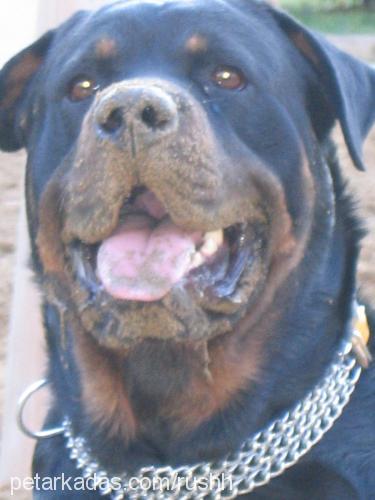 tyson Erkek Rottweiler