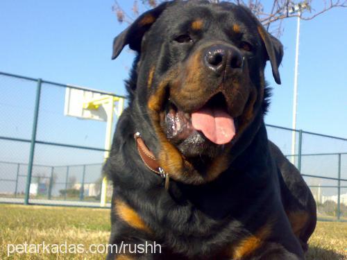 tyson Erkek Rottweiler