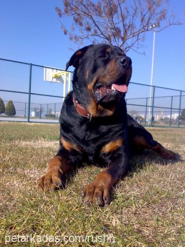 tyson Erkek Rottweiler