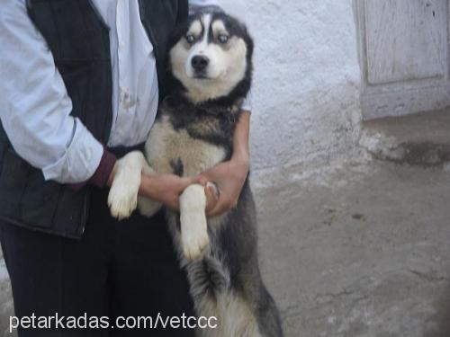 puppy Dişi Sibirya Kurdu (Husky)