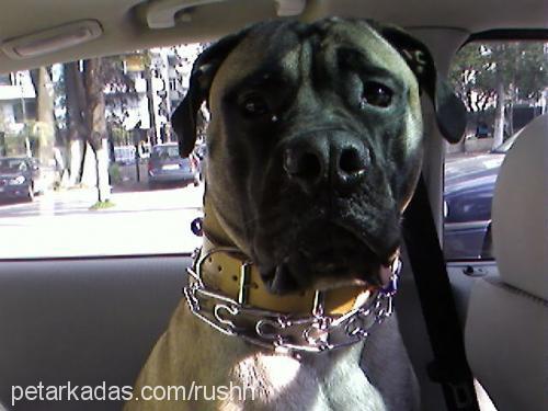 rush Erkek Bullmastiff