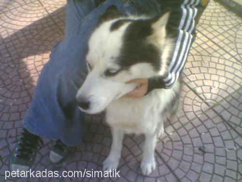 sımatık Erkek Sibirya Kurdu (Husky)