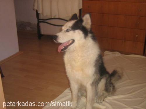 sımatık Erkek Sibirya Kurdu (Husky)