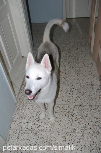 dost Erkek Sibirya Kurdu (Husky)