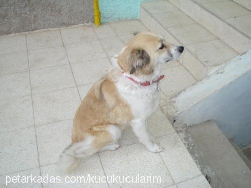 loli Dişi Sokö (Sokak Köpeği)