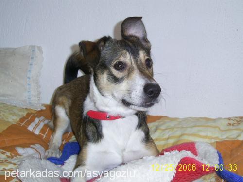 missocan Erkek Jack Russell Terrier