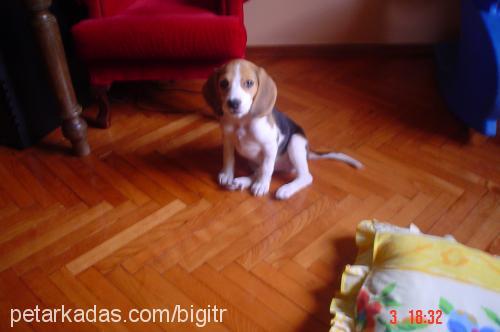 bigi Dişi Beagle