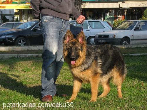 asya Dişi Alman Çoban Köpeği