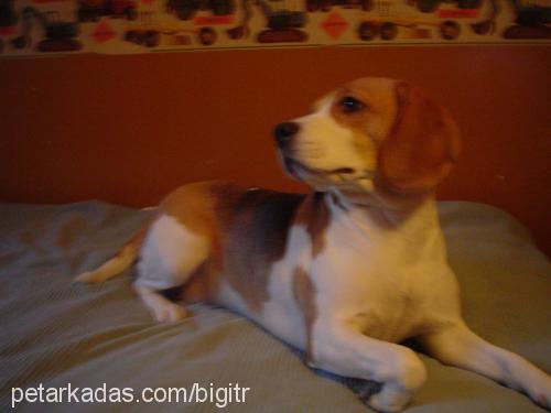 bigi Dişi Beagle