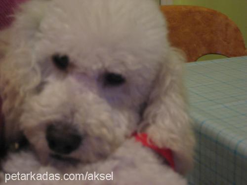 zıpzıp Dişi Poodle (Minyatür Kaniş)