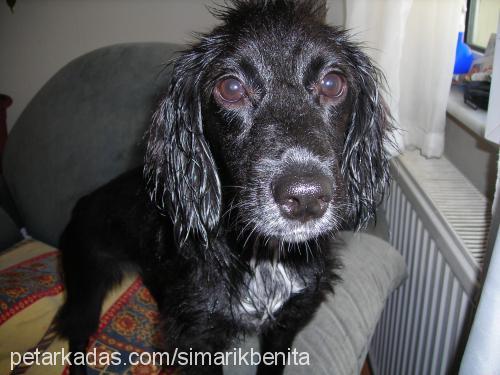 şımarık Dişi İngiliz Cocker Spaniel