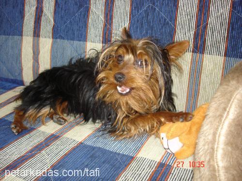 tafi Erkek Yorkshire Terrier