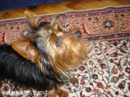 tafi Erkek Yorkshire Terrier