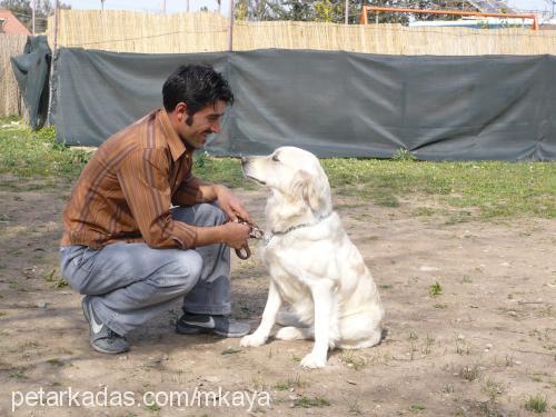 pirinç Dişi Golden Retriever