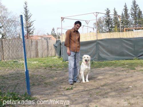 pirinç Dişi Golden Retriever