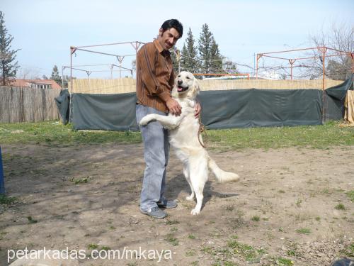 pirinç Dişi Golden Retriever