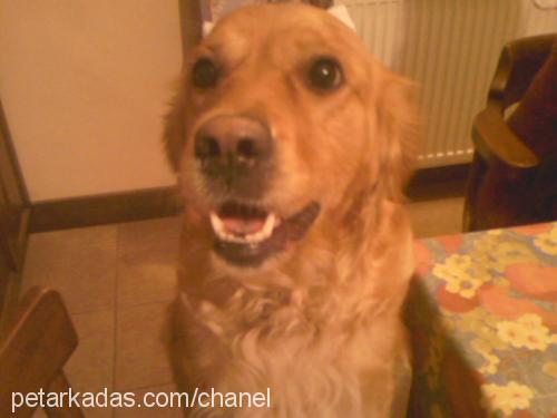 balkız Dişi Golden Retriever