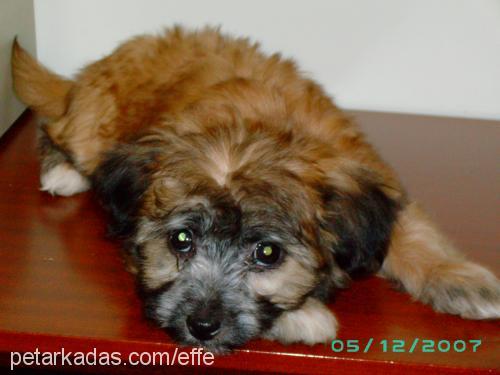 efe Erkek Norfolk Terrier