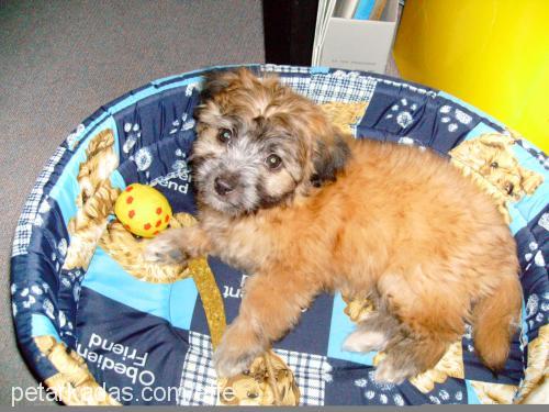 efe Erkek Norfolk Terrier