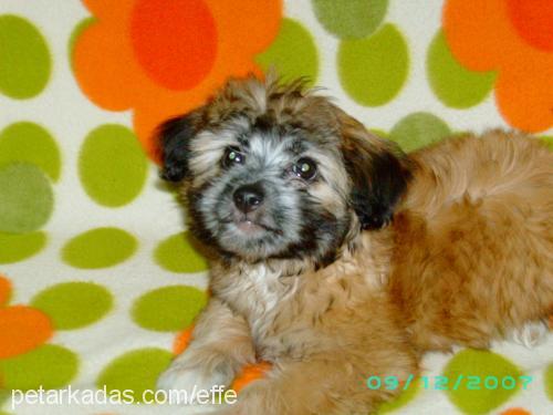 efe Erkek Norfolk Terrier