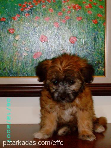 efe Erkek Norfolk Terrier