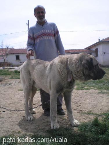 kocapatİ Erkek Kangal