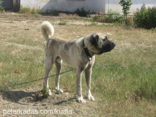 kocapatİ Erkek Kangal