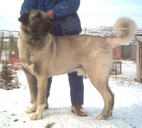 kocapatİ Erkek Kangal