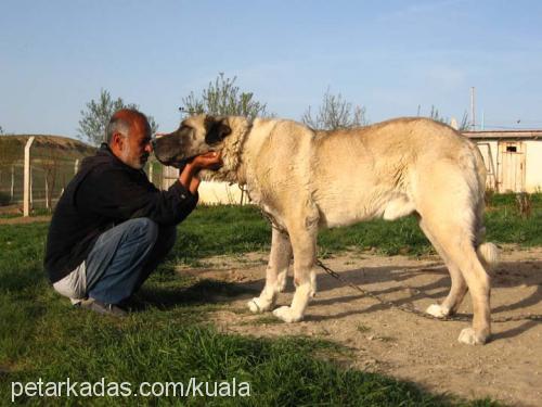 kocapatİ Erkek Kangal