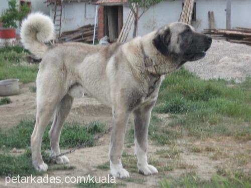 kocapatİ Erkek Kangal