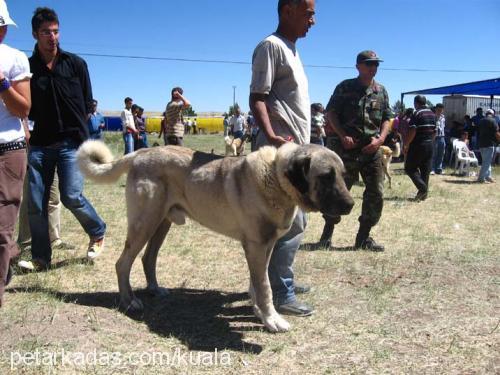 kocapatİ Erkek Kangal